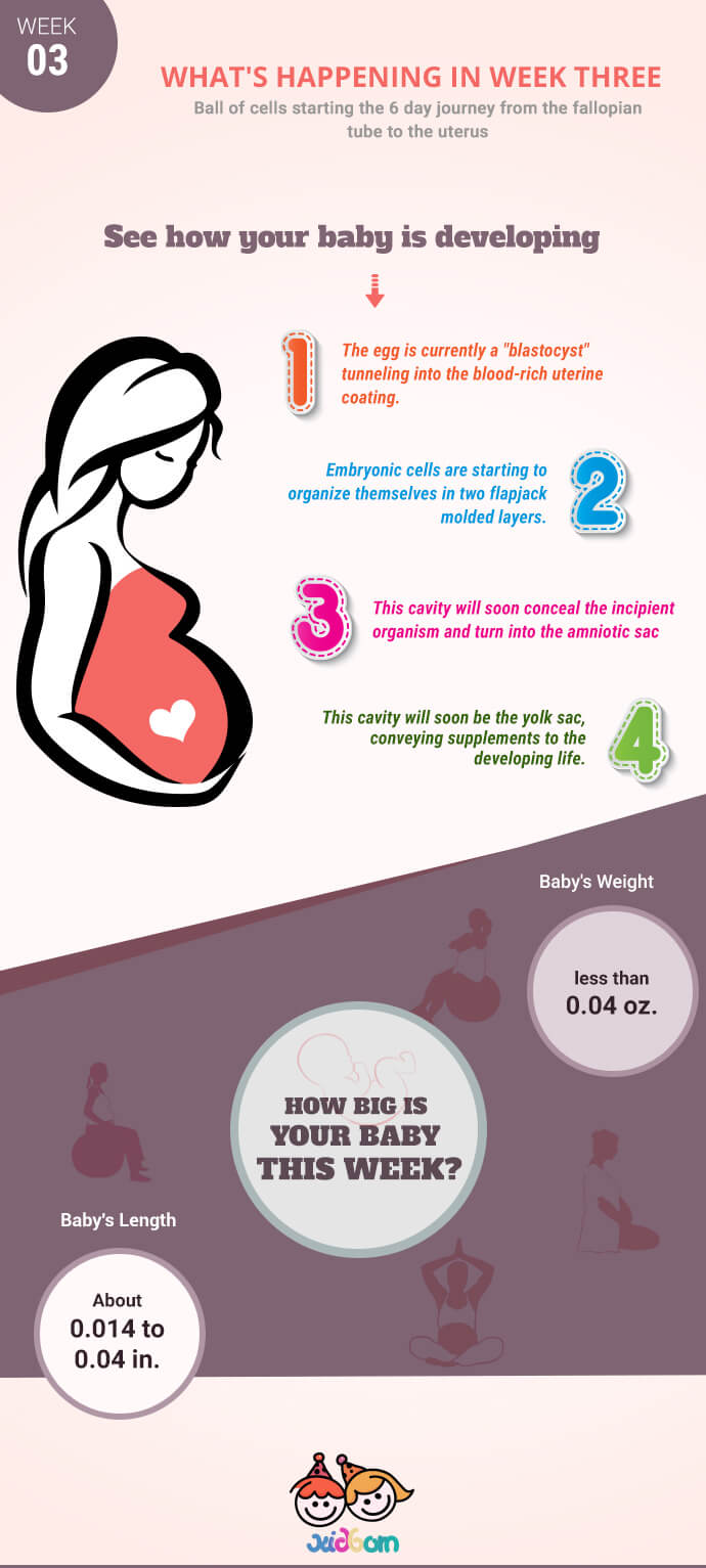 pregnancy-infographics-week3 - kidborn